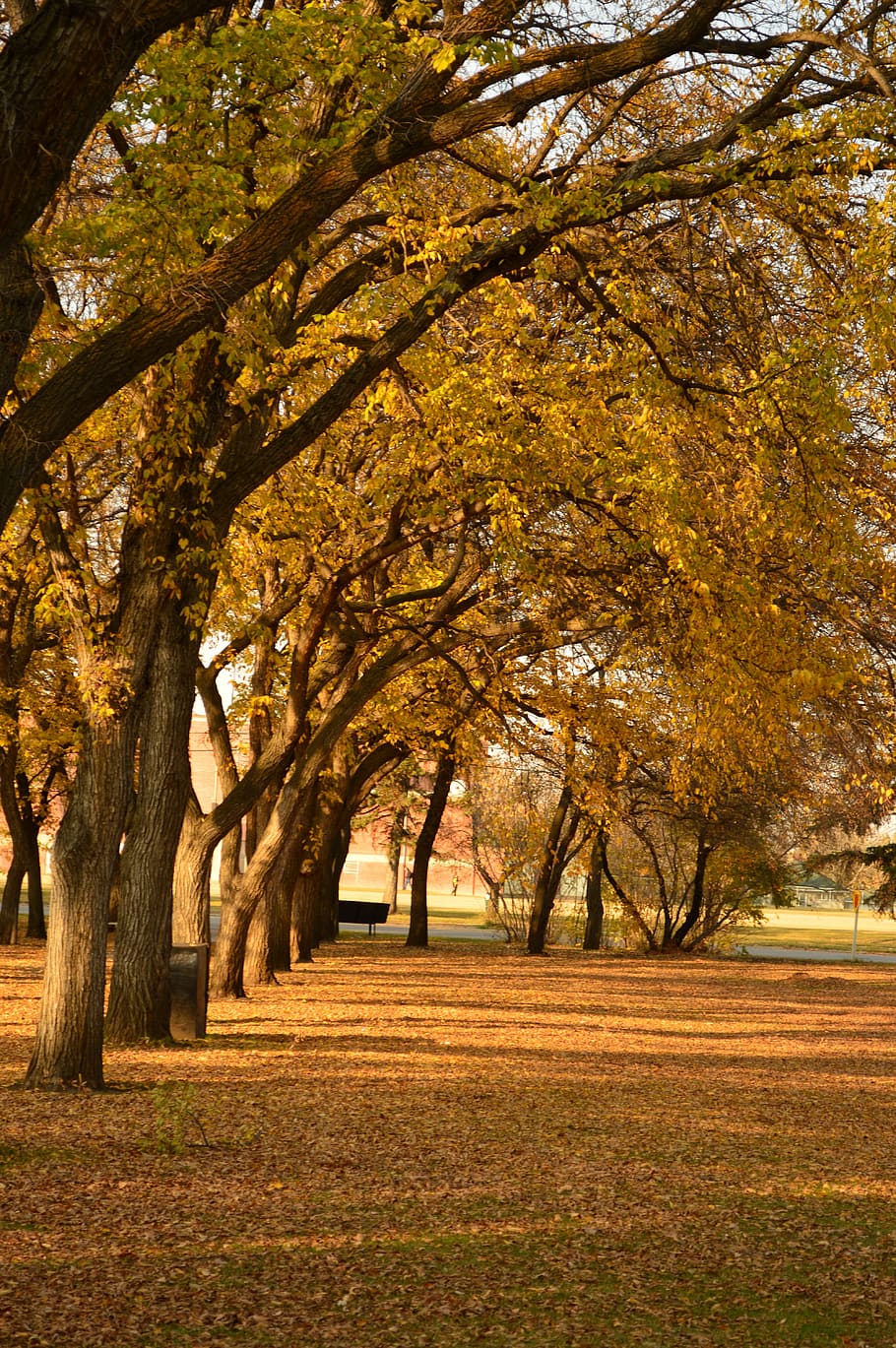 tree, fall, park, leaf, nature, autumn, plant, change, beauty in nature HD wallpaper