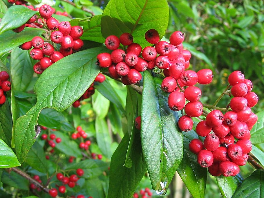 rowan tree, berries, red, scarlet, plant, branch, bunch, rowanberry HD wallpaper