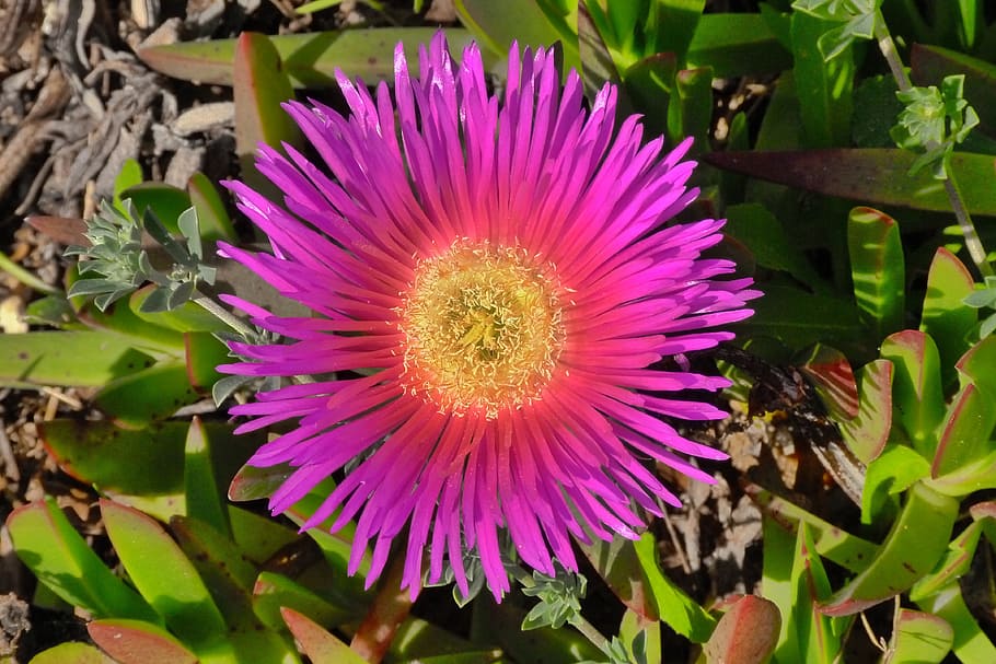 Flower, Close, Blossom, Bloom, bright, plant, nature, petal HD wallpaper