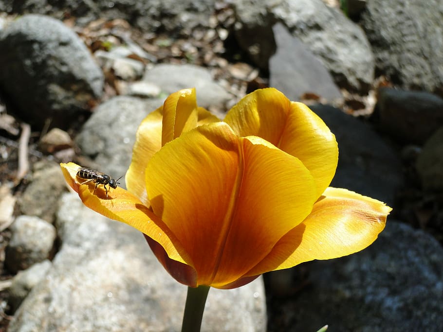 Tulip, Spring, Flower, Bulb, Gold, yellow, garden, blossom HD wallpaper
