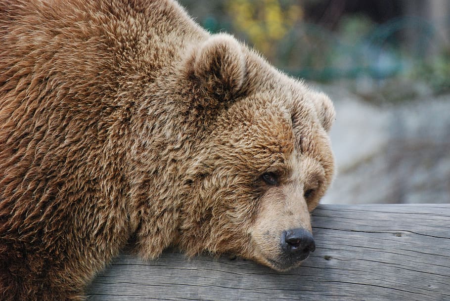 bear, rest, zoo, brown Bear, animal, wildlife, mammal, nature HD wallpaper
