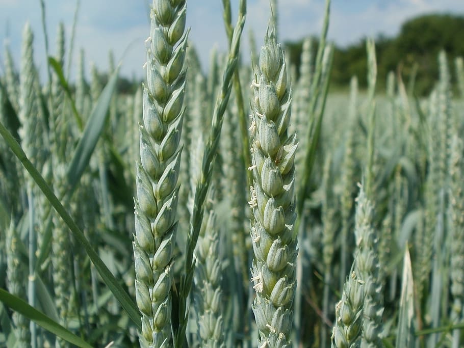 wheat, field, ear, head, spica, agriculture, crop, grain, cereal, HD wallpaper