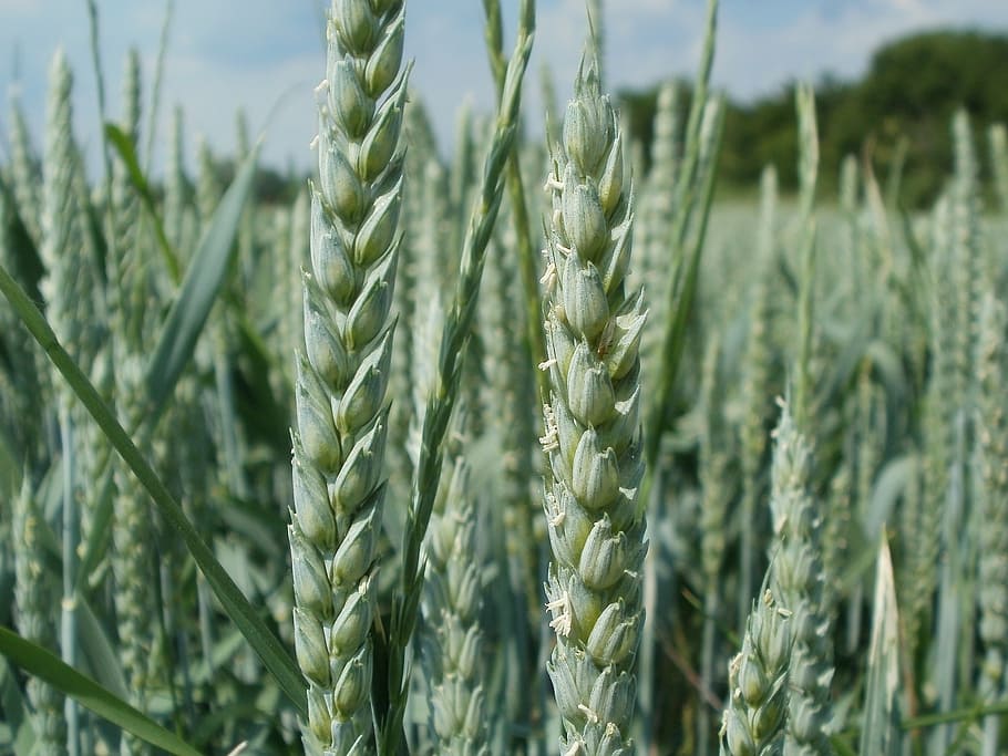 wheat, field, ear, head, spica, agriculture, crop, grain, cereal HD wallpaper