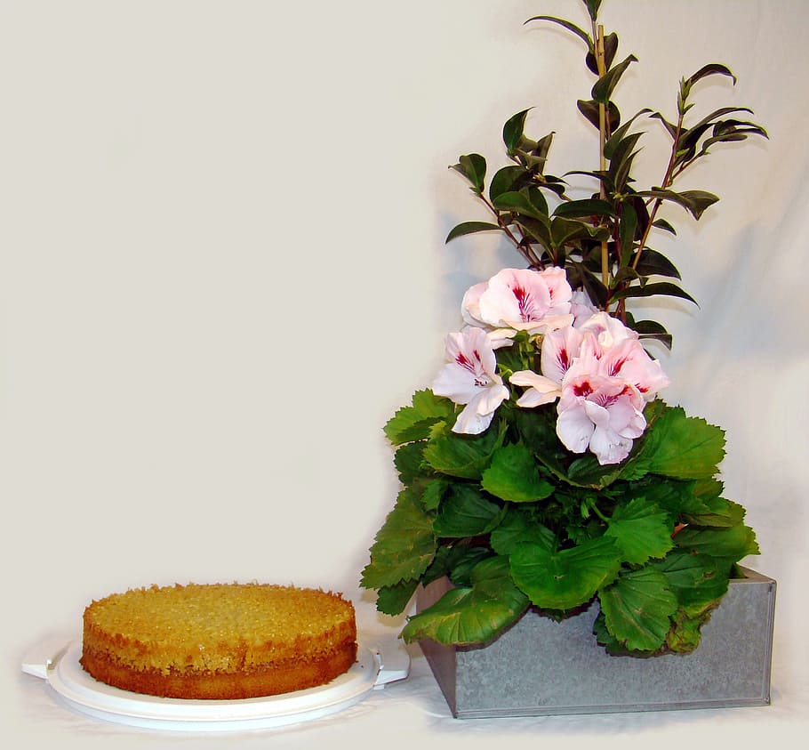 tosca cake, cakes, good, english pelagon, freshness, plant HD wallpaper