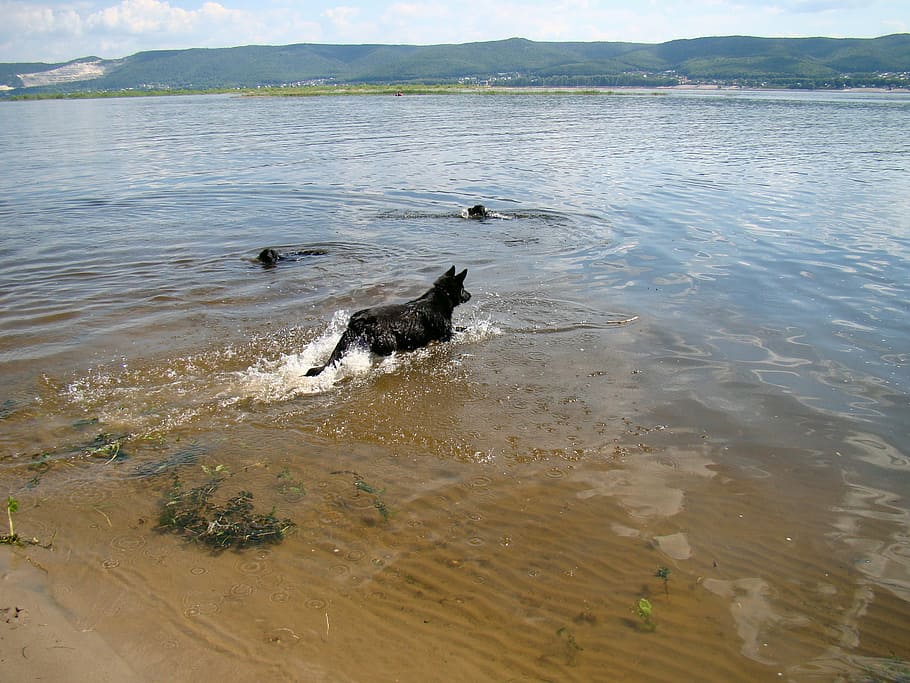 dogs, float, river, summer, sun, volga, samara, russia, canine, HD wallpaper