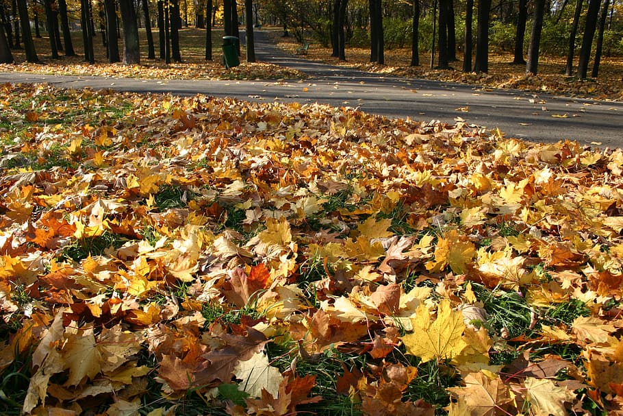 park, forest, autumn, tree, foliage, october, nature, change HD wallpaper