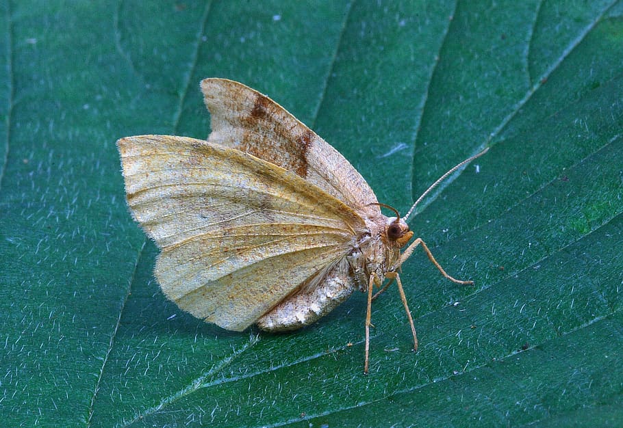 moth, close up, nature, insect, macro, bug, wildlife, entomology HD wallpaper