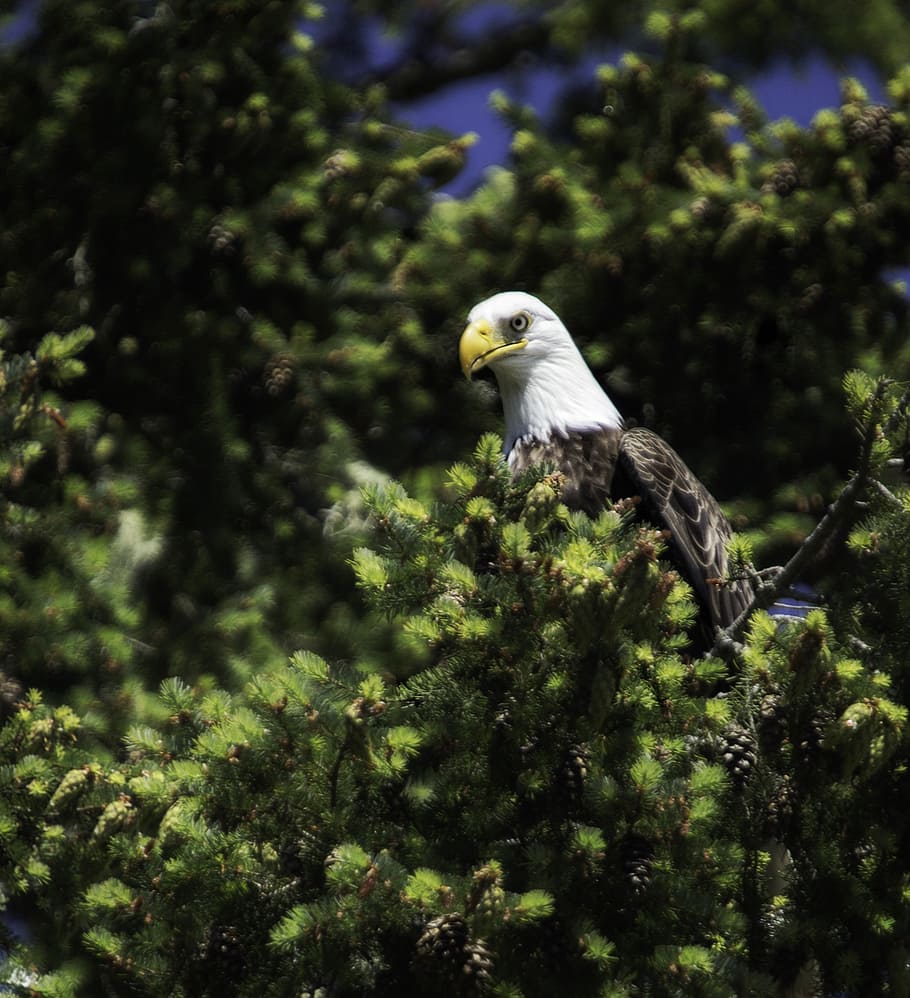 eagle, raptor, nature, bird, predator, wildlife, white head, HD wallpaper