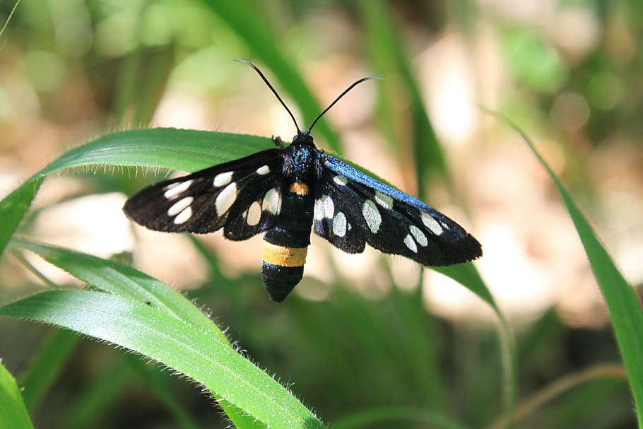 amata, black, butterfly, moth, phegea, spotted, stripe, yellow HD wallpaper