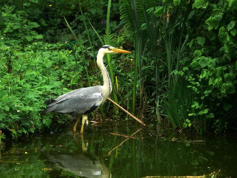 heron, bird, eastern, bill, grey heron, feather, creature, animal world HD wallpaper
