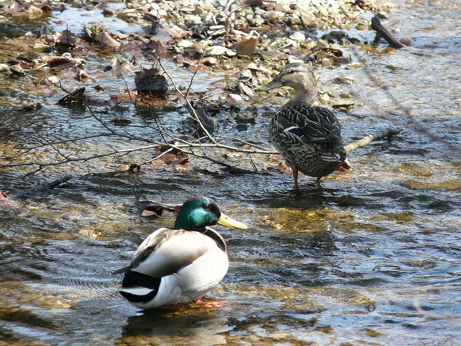 duck, nature, water, bird, animal themes, animals in the wild HD wallpaper