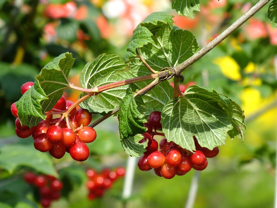 branch, berry, summer, fruit, healthy eating, food, food and drink HD wallpaper