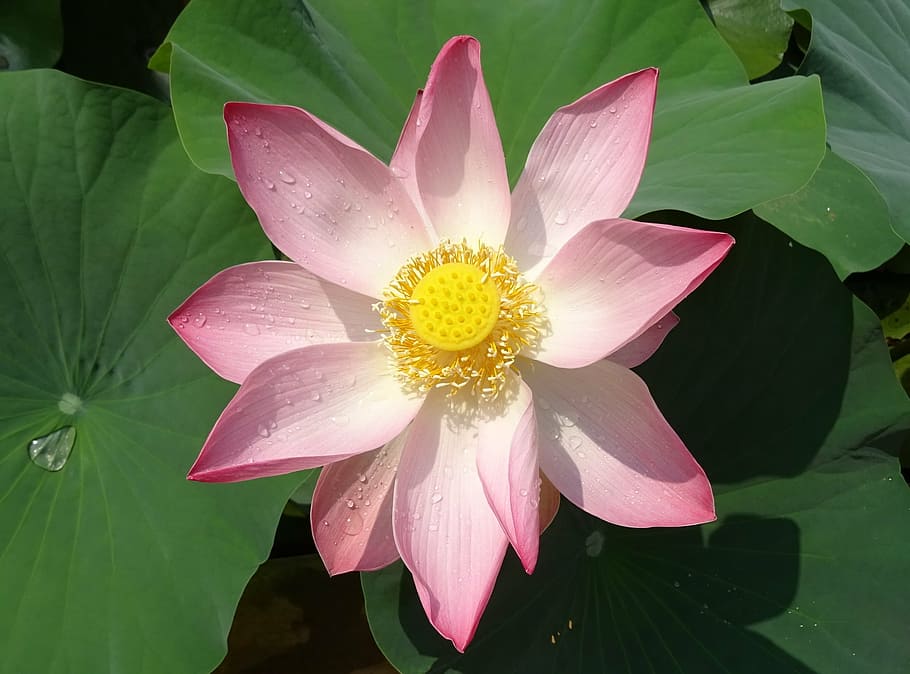 lotus, flower, pink, nelumbo, nucifera, stamen, pistil, sacred lotus, HD wallpaper