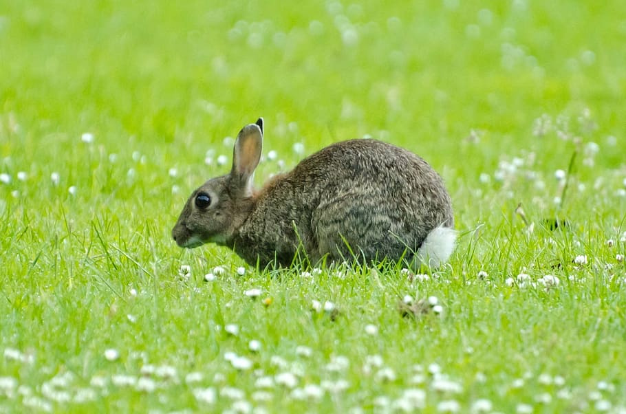 rabbit, mammal, green, spring, brown, bunny, grass, gray, munch HD wallpaper