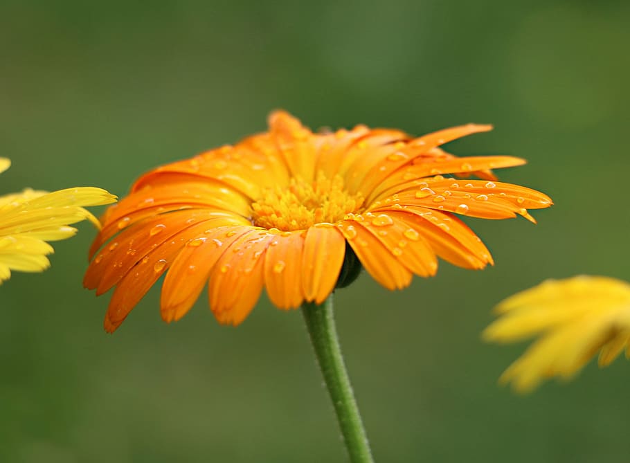 selective focus photography of orange petaled flower, field HD wallpaper