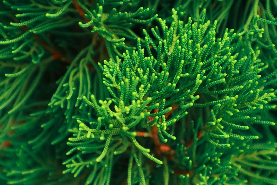 Flower, cemara, green, green color, plant, biology, no people HD wallpaper