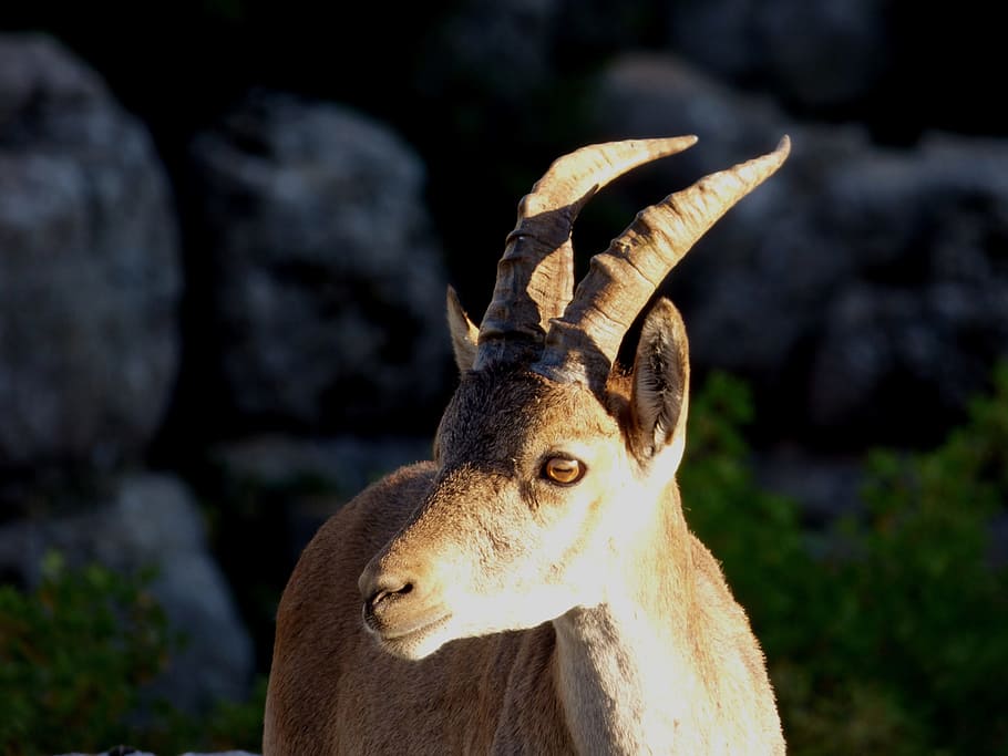 Ibex, Mount, Mountain, Animal, mountaineering, horns, fauna HD wallpaper