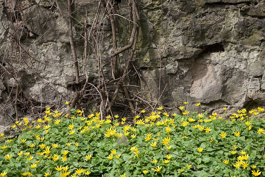 Flowers, Wall, Spring, Stone, Summer, yellow bloom, garden HD wallpaper