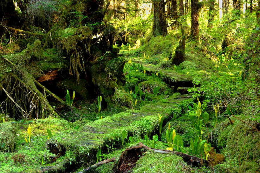 moss, forest trees, skunk cabbage, woods, plant, land, tranquility HD wallpaper