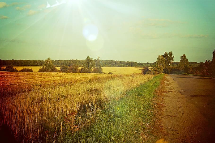 nature, vichuga, summer, sky, plant, sunlight, landscape, tranquility HD wallpaper
