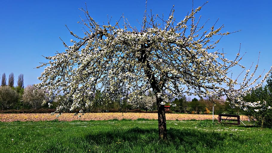 spring, tree, nature, plant, white, green, meadow, beauty, the delicacy HD wallpaper