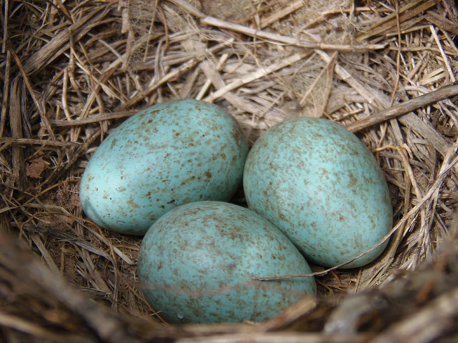 three blue eggs on hutch, nest, birds, young, incubate, animal egg HD wallpaper