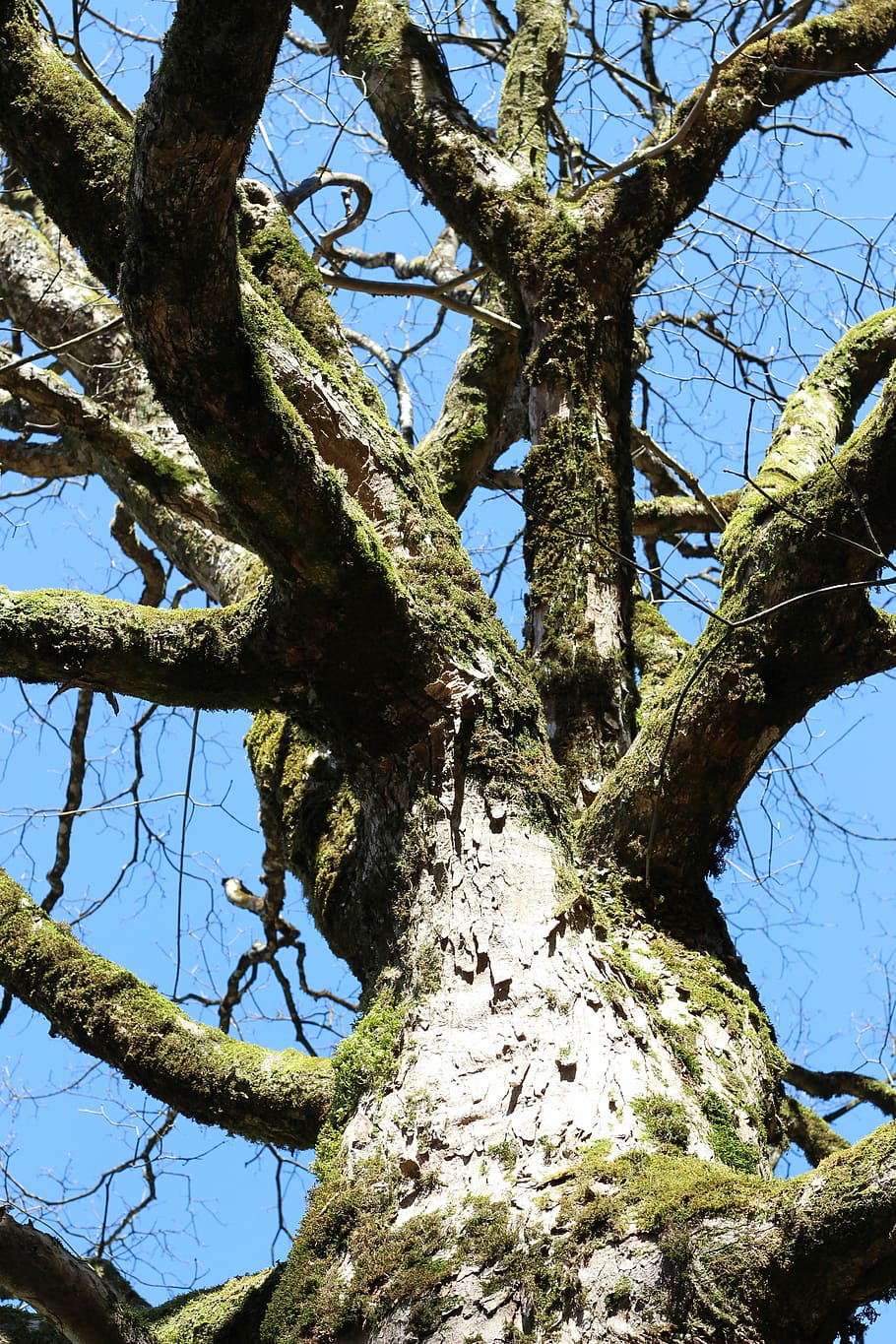 tree, nature, green, environment, outdoor, tree branches, outdoors HD wallpaper