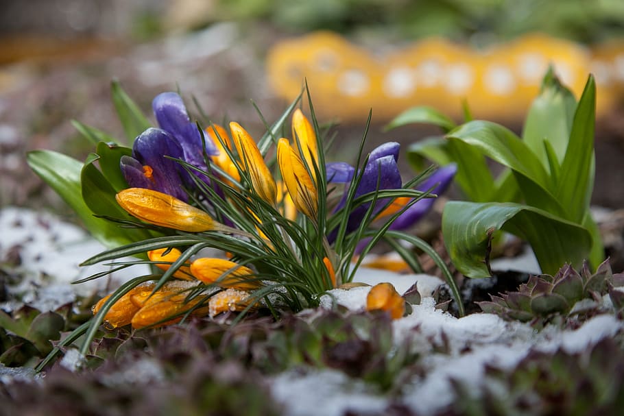 flowers, crocuses, spring, snow, the first flowers, greens HD wallpaper