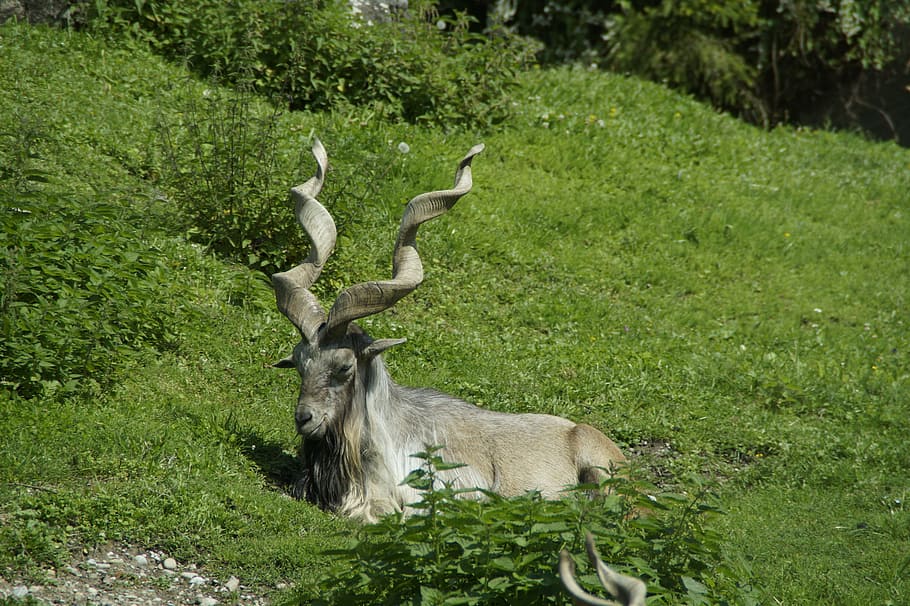 capricorn, alpine ibex, concerns, cozy, horns, animal, meadow HD wallpaper
