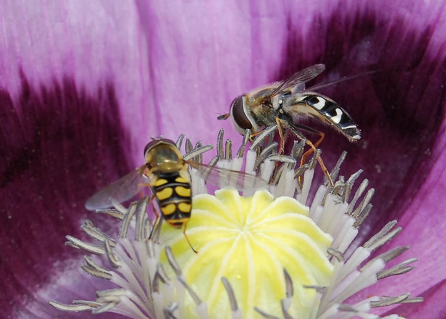 hover fly, insect, close-up, hoverfly, pollen, wings, flower HD wallpaper