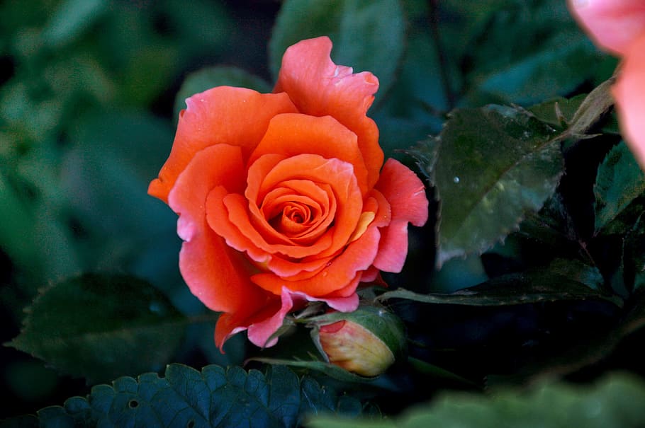 rose, summer, tender rose, macro, flower, flowering plant, beauty in nature HD wallpaper