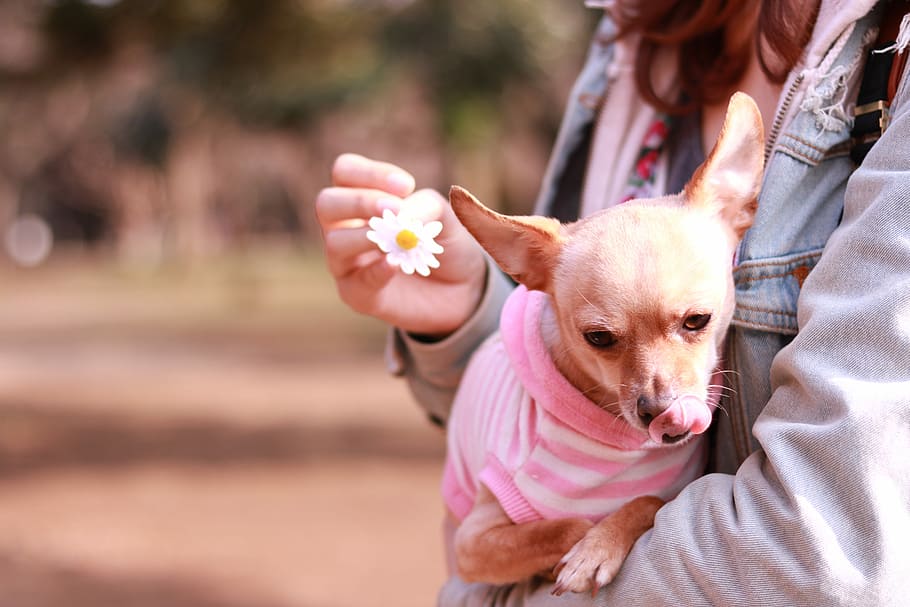 woman wearing blue denim jacket with fawn smooth Chihuahua, dog HD wallpaper