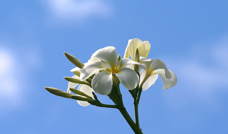 plumeria, flowers, nature, white, yellow, petal, sky, blossom, HD wallpaper