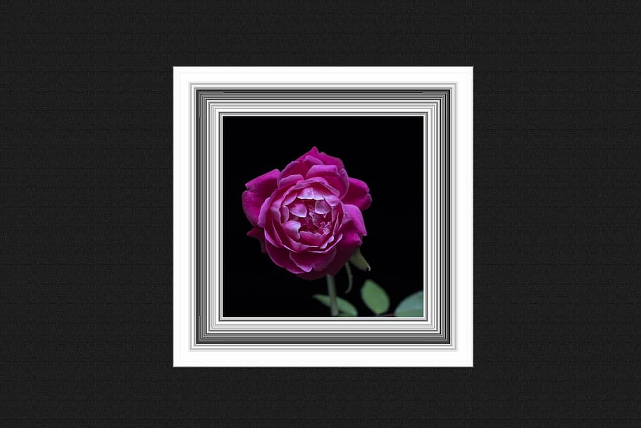 wall, frame, painting, rose, retro, rustic, flower, flowering plant HD wallpaper