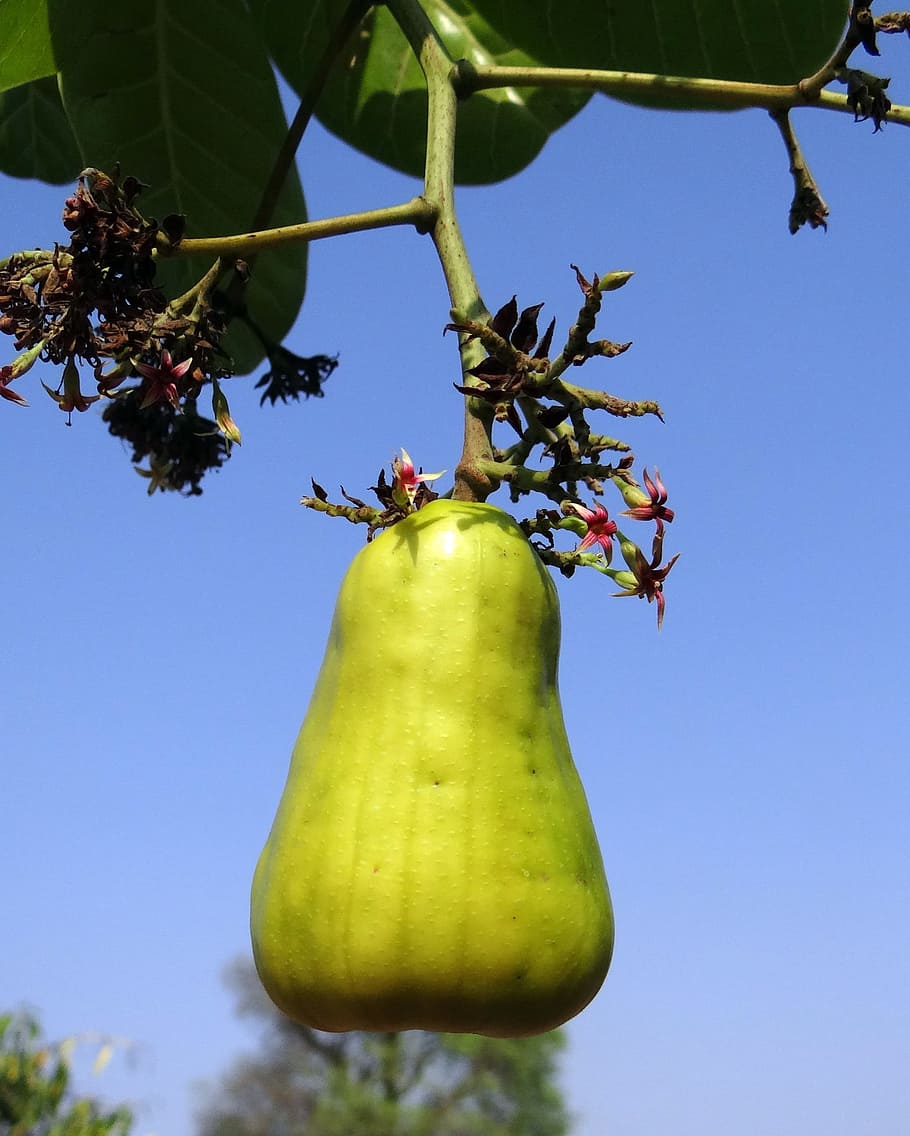 Cashew Nuts, Fruit, Tree, Anacardiaceae, mango family, ripe HD wallpaper
