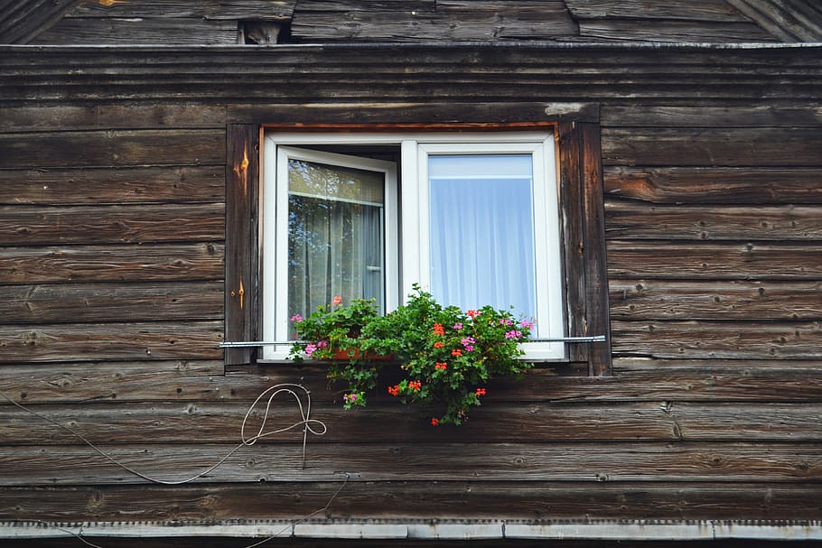 half-open glass window house, pink petaled flowers on brown and white wooden framed glass window