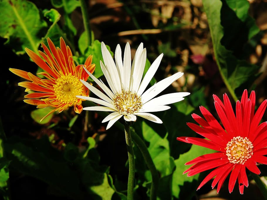 flowers, orange, red, blossom, flowering plant, vulnerability HD wallpaper