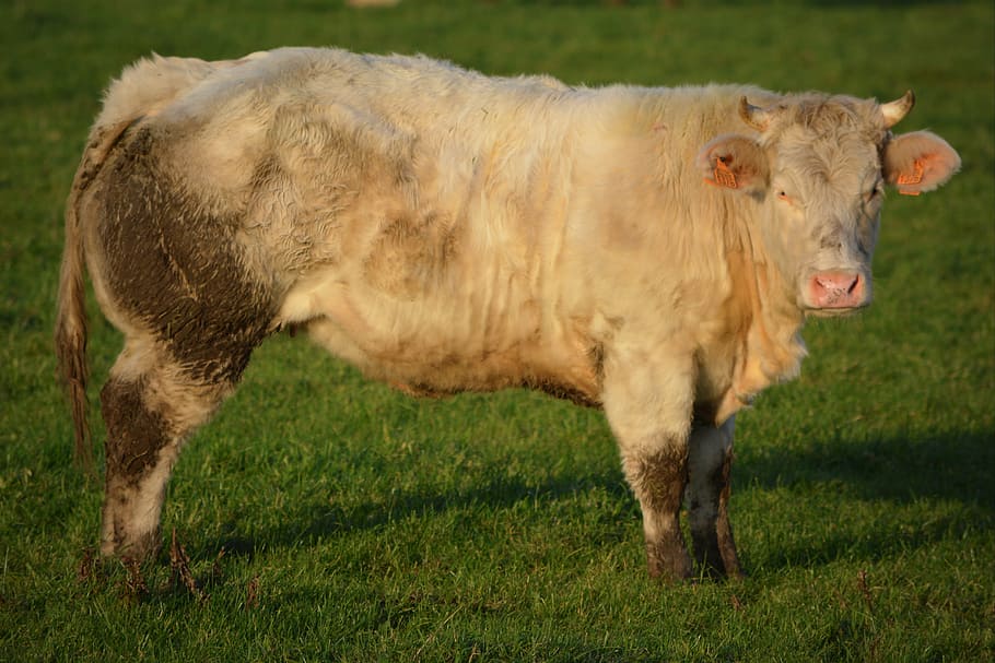 cow, beef, animal, mammal, animal themes, domestic animals HD wallpaper