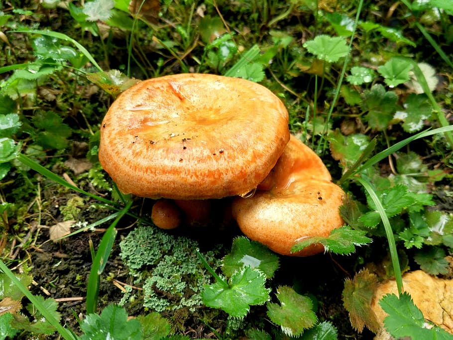 mushroom, rain, hillside, forest, grassland, food, fungus, growth HD wallpaper