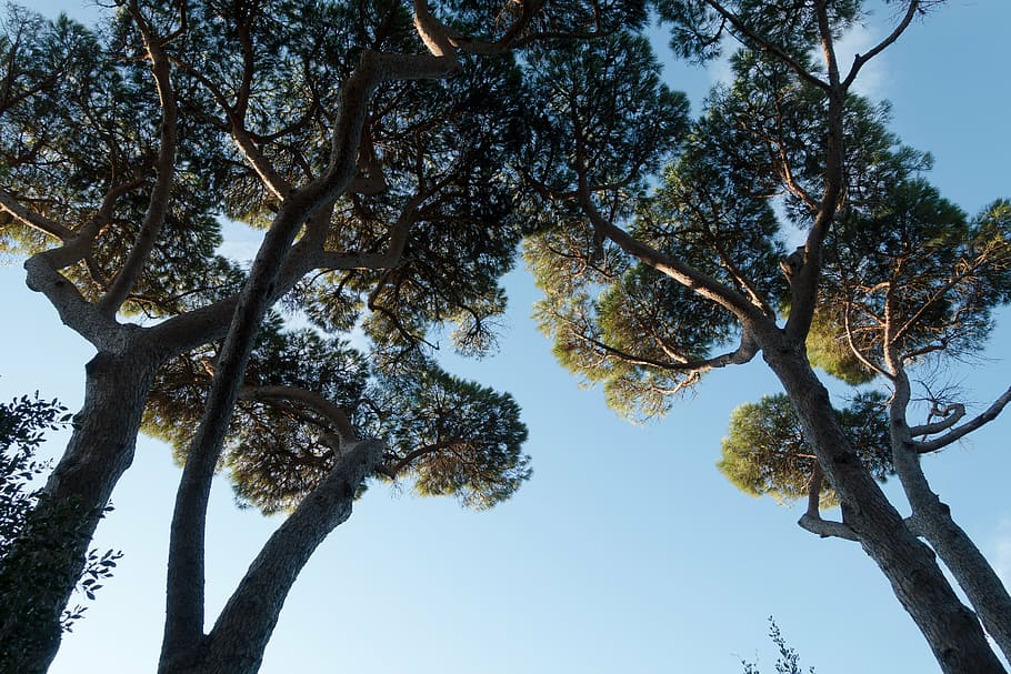 pine, forest, sky, blue, low angle shot, tree, maremma, italy HD wallpaper