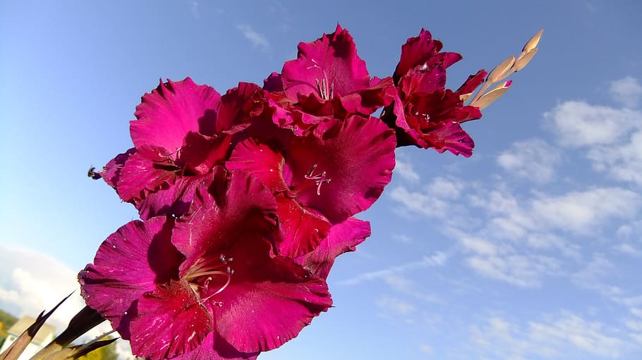 gladiolus, sky, flower, summer, clouds, flora, desktop, beauty in nature HD wallpaper