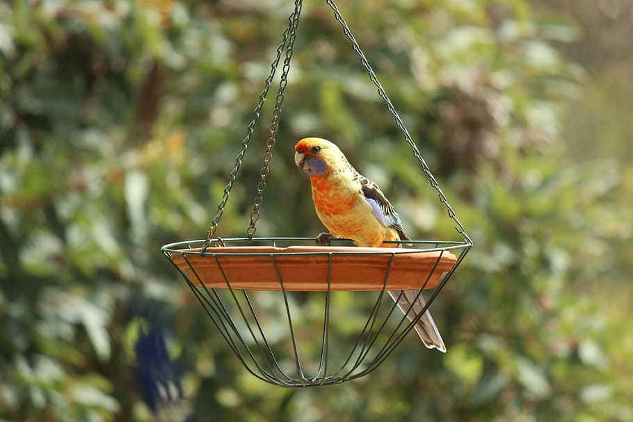 Parrot, Bird, Rosella, Feeder, Australia, nature, animal, wildlife HD wallpaper