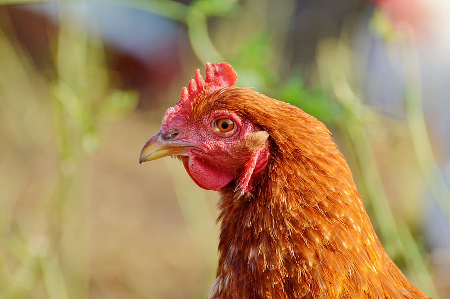 chicken, hen, poultry, range, livestock, farm, bird, chickens HD wallpaper