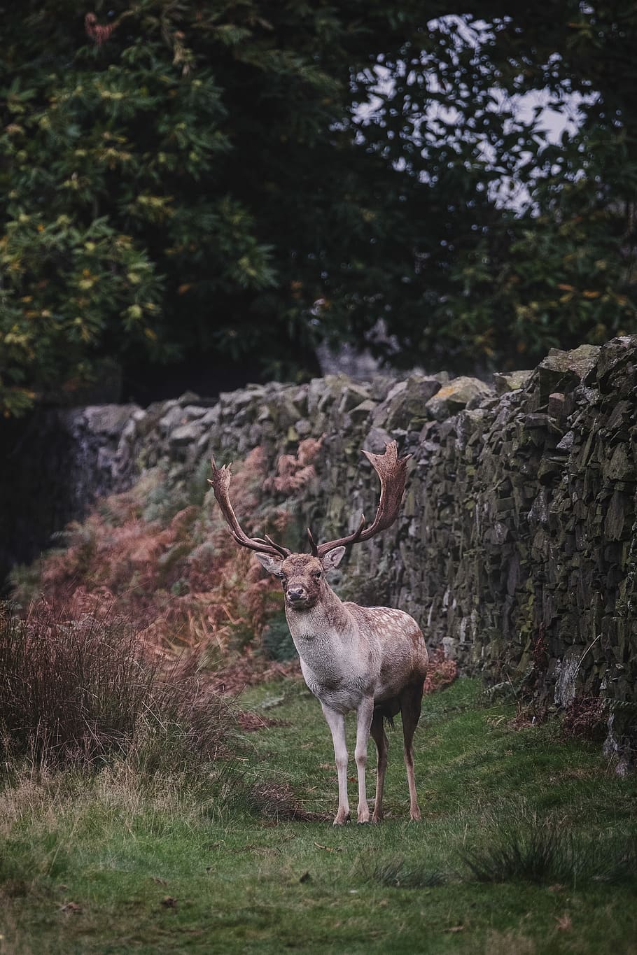deer near rock wall, brown moose standing near gray concrete wall HD wallpaper