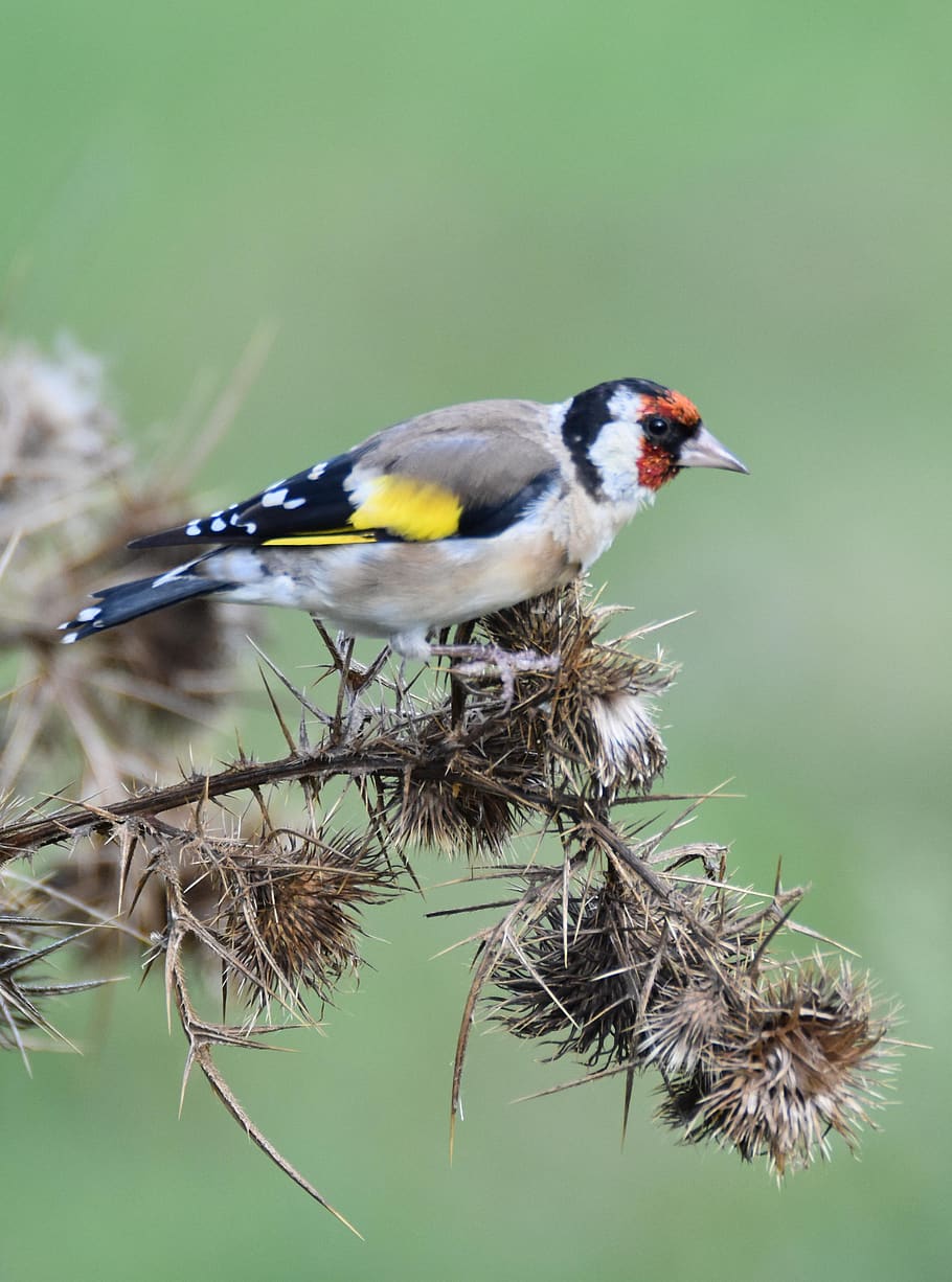 bird, carduelis, flower, animal themes, animal wildlife, animals in the wild HD wallpaper