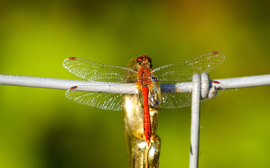 Dragonfly, Insect, Transparent, red, wing, filigree, flight insect HD wallpaper