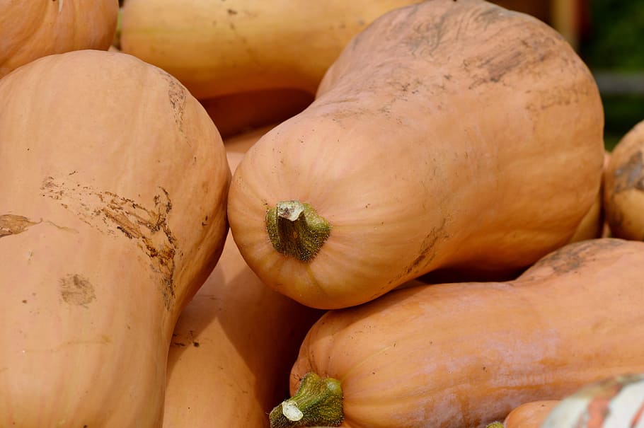 pumpkin, fruit, orange, autumn, cucurbita maxima, choose, large HD wallpaper