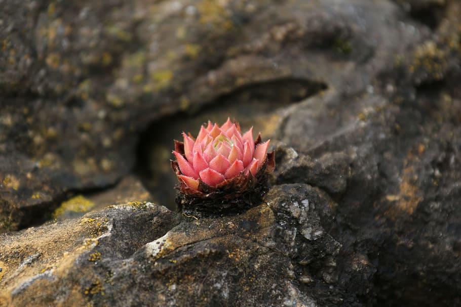 stone garden, flower, dry, macro, close, pink, small flowered HD wallpaper