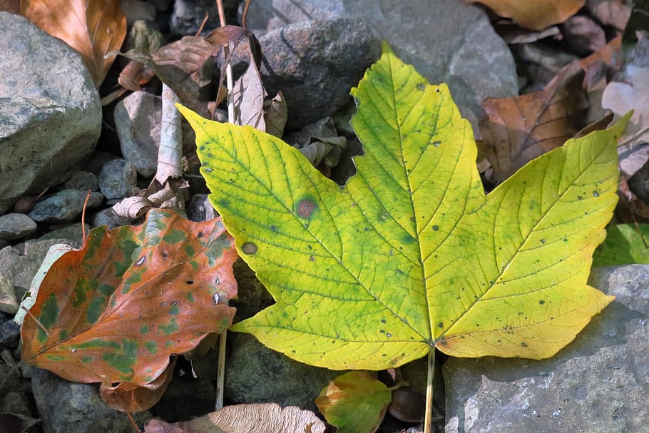 leaf, autumn, maple, fall foliage, fall leaves, fall color HD wallpaper