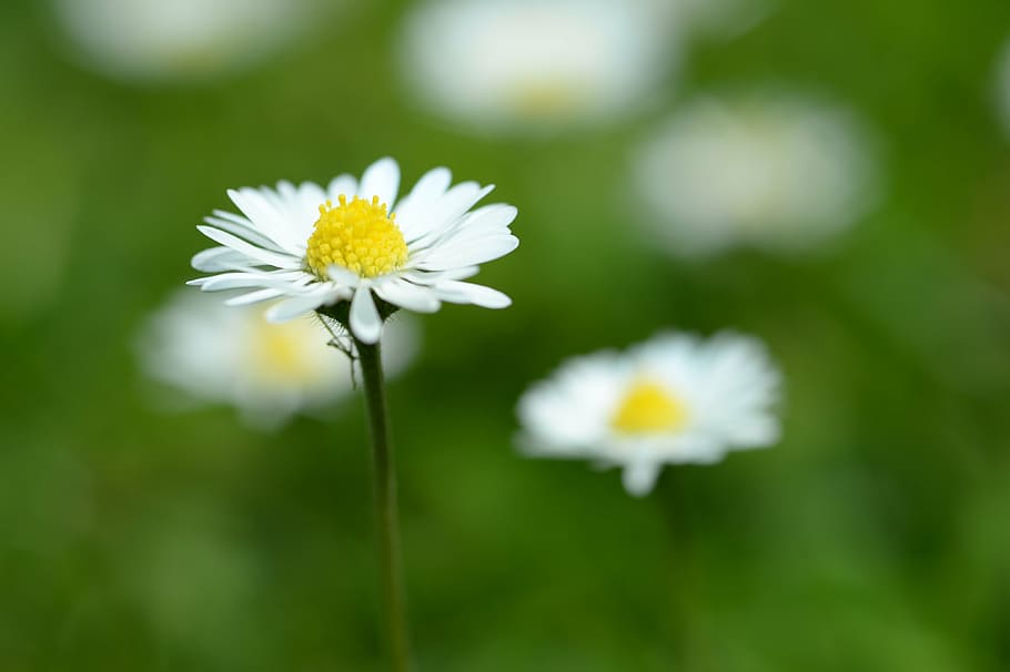 daisy, macro, spring, white, wild flower, flowering plant, freshness HD wallpaper